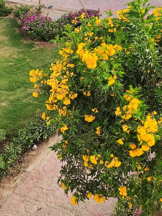 Garten Fantazia Resort Marsa Alam