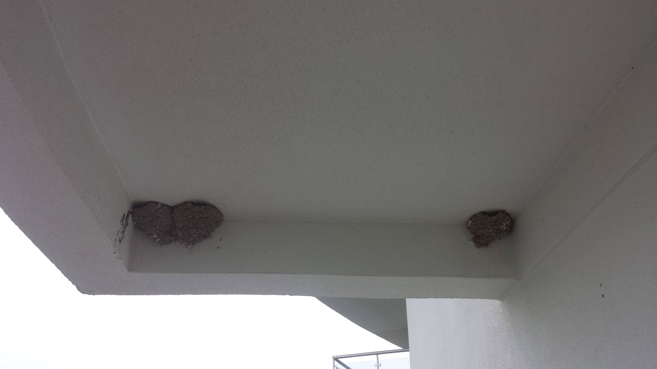 Vogelnester am Balkon Zimmer 3305 Seaden Sea World Resort & Spa