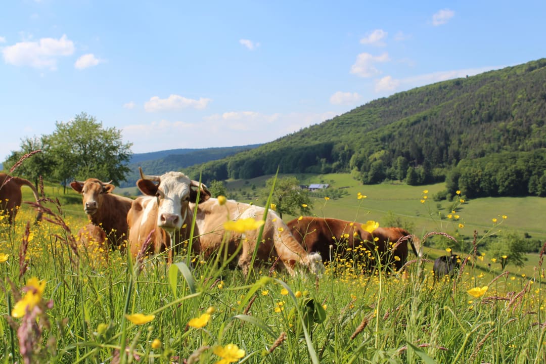 Glückliche Kühe auf der Haghofweide Ferienwohnungen Haghof