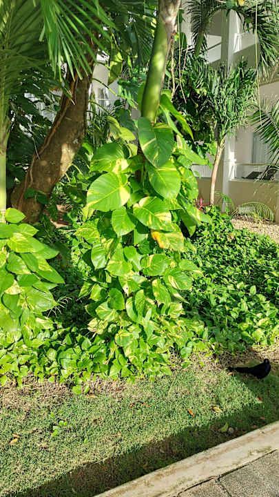 Gartenanlage Hotel Riu Playacar