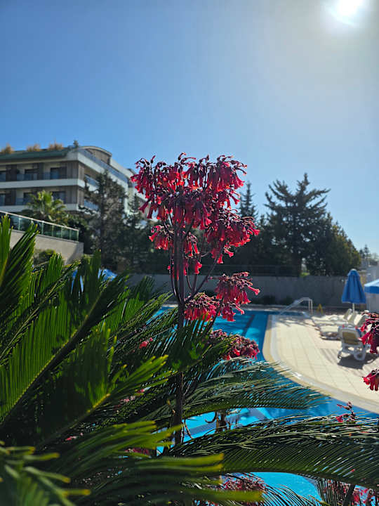 Pool Sentido Trendy Verbena Beach