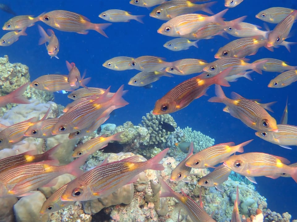 Sport & Freizeit Filitheyo Island Resort