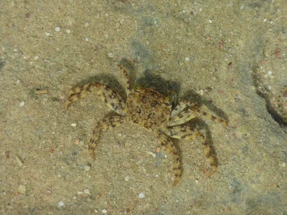 Große Krabbe Grand Makadi