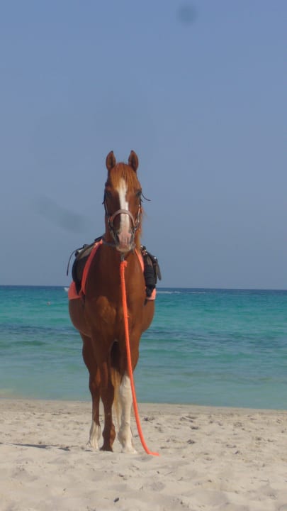 Kůň The Ksar Djerba Charming Hotel & SPA