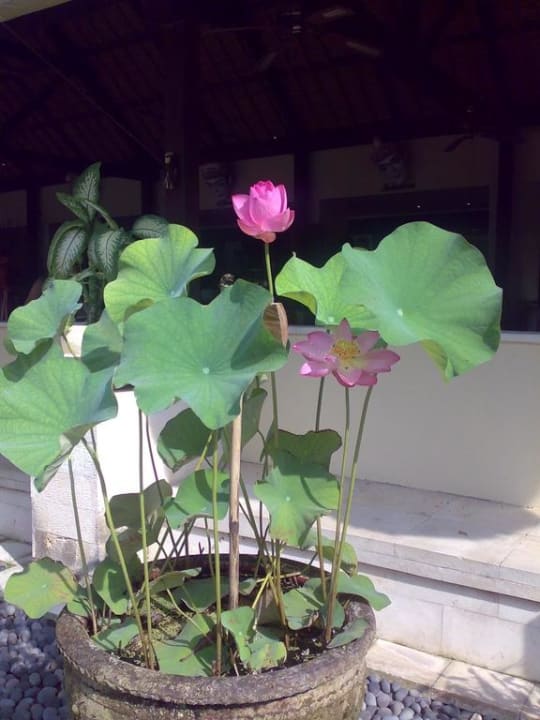 Lotus - vor dem Restaurant Mercure Resort Sanur