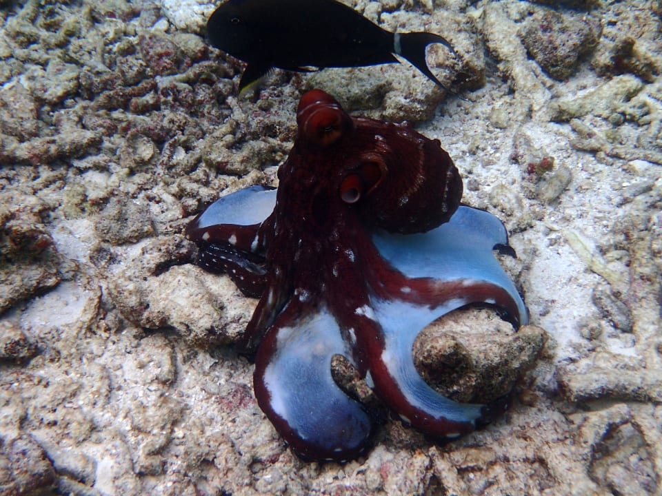 Sonstiges NH Collection Maldives Reethi Resort