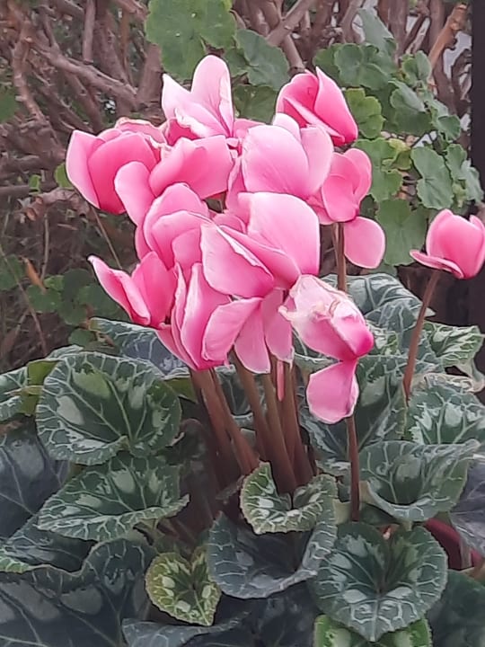 Gartenanlage Sol Cosmopolitan Rhodes