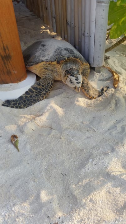 Wasserschildkröte direkt vor dem Bungi Sun Siyam Vilu Reef