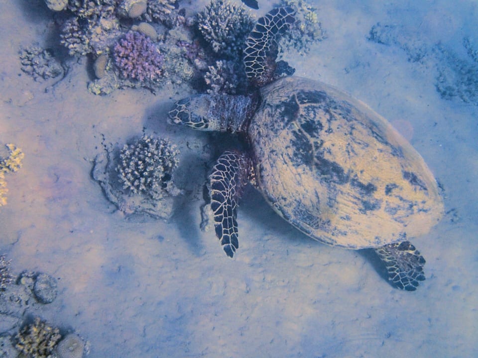 Sport & Freizeit Fort Arabesque Resort, Spa & Villas