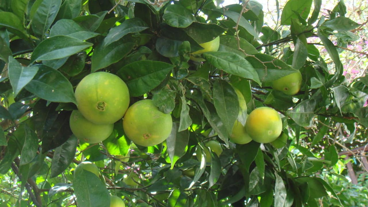 Orangenbäume Hotel Golden Sun