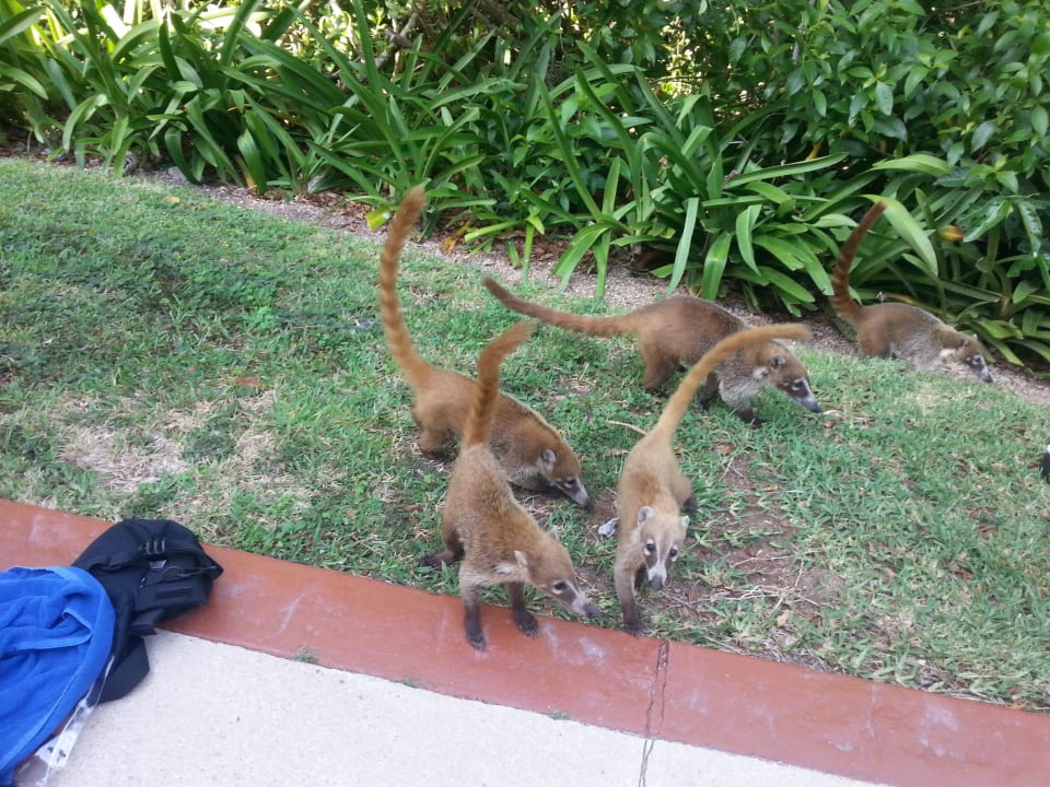 Die ganze Familie  Grand Palladium Kantenah Resort & Spa