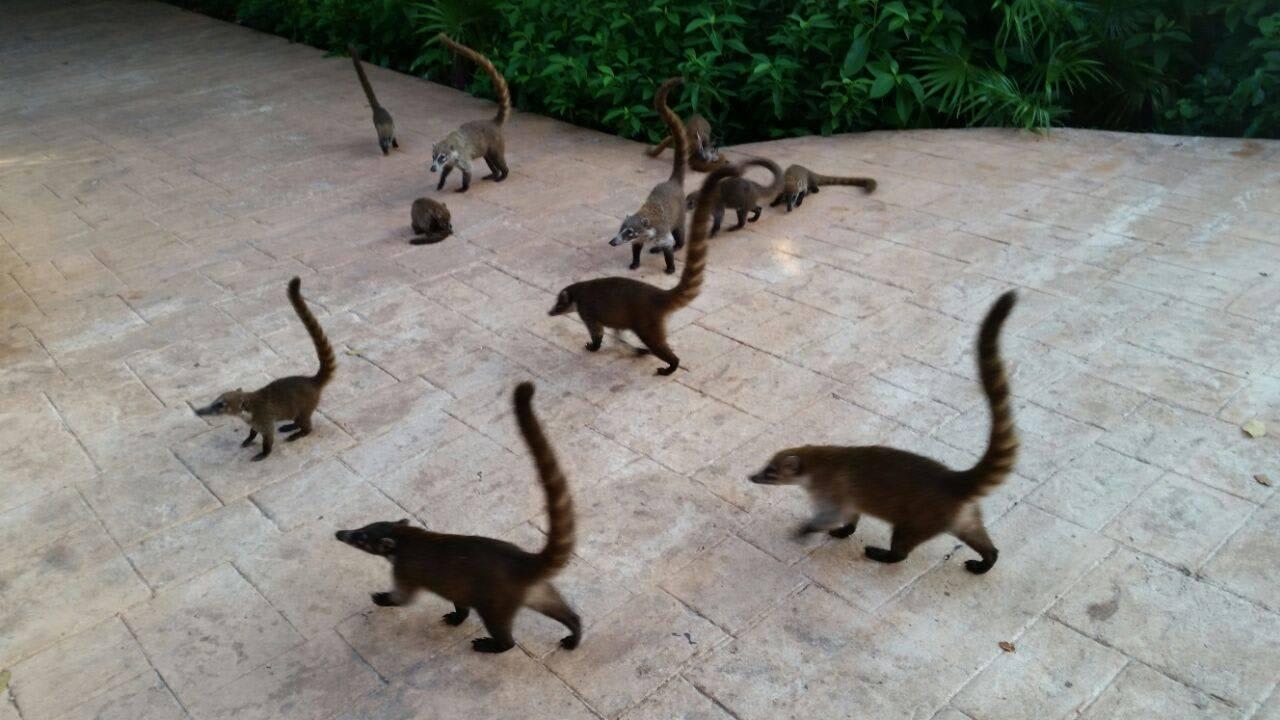 Die Nasenbären sind ein Highlight  Catalonia Playa Maroma