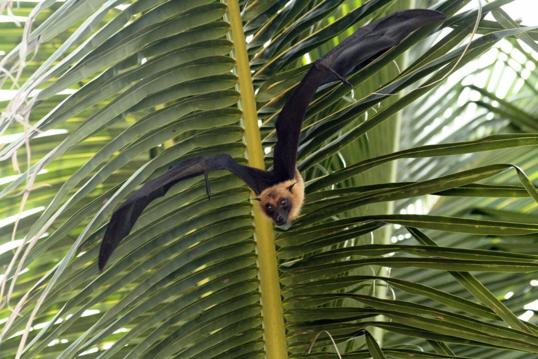 Einer der süßen Flughunde Summer Island Maldives