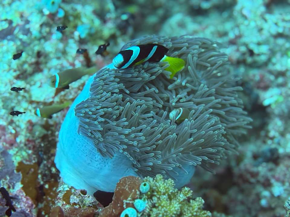 Sport & Freizeit Filitheyo Island Resort