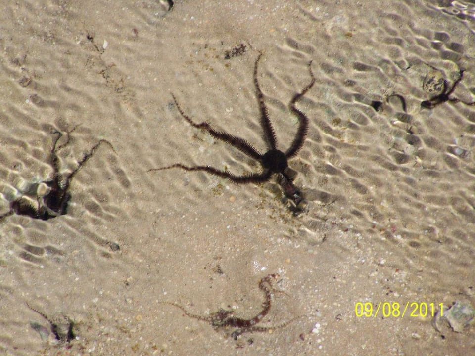 Blick vom Steg Stella Beach Resort & Spa Makadi Bay