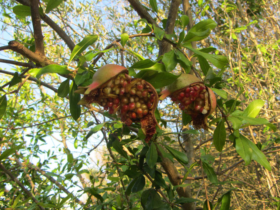 Granatäpfel Finca Son Roig