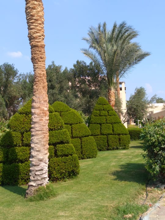 Garten Jaz Makadi Oasis Resort