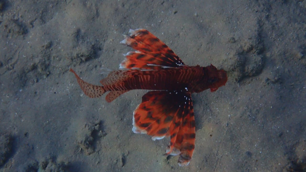 Strand JAZ Neo Saraya Palms