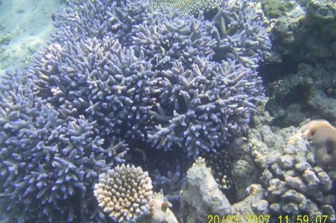 Korallen Eri Maldives