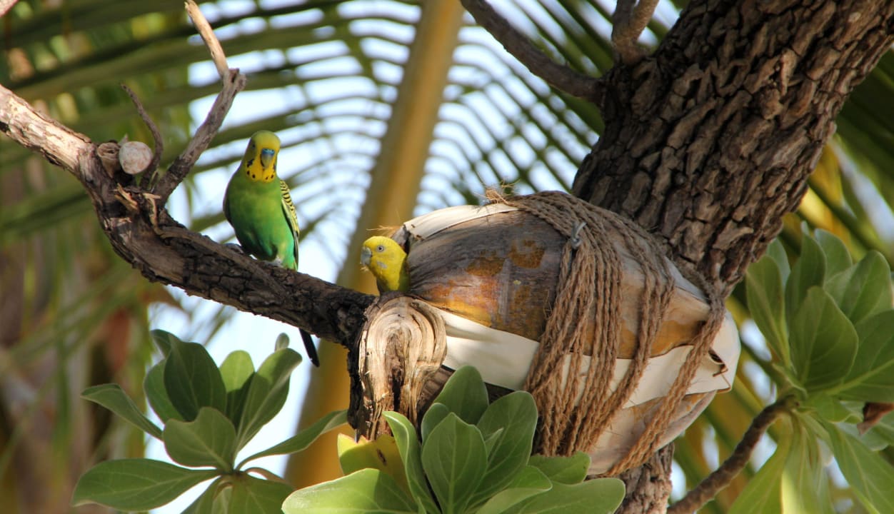 Wellensittiche Thulhagiri Island Resort