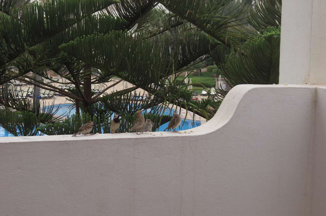 Auf den Pool Iberostar Waves Founty Beach