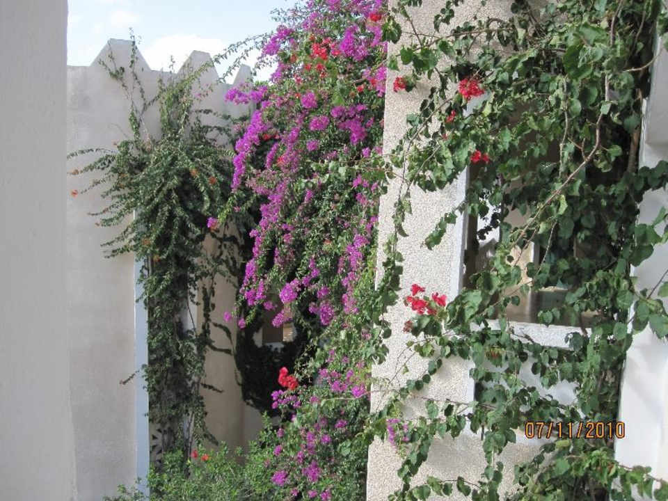 Schöne Blüten Mahdia Beach & Aquapark