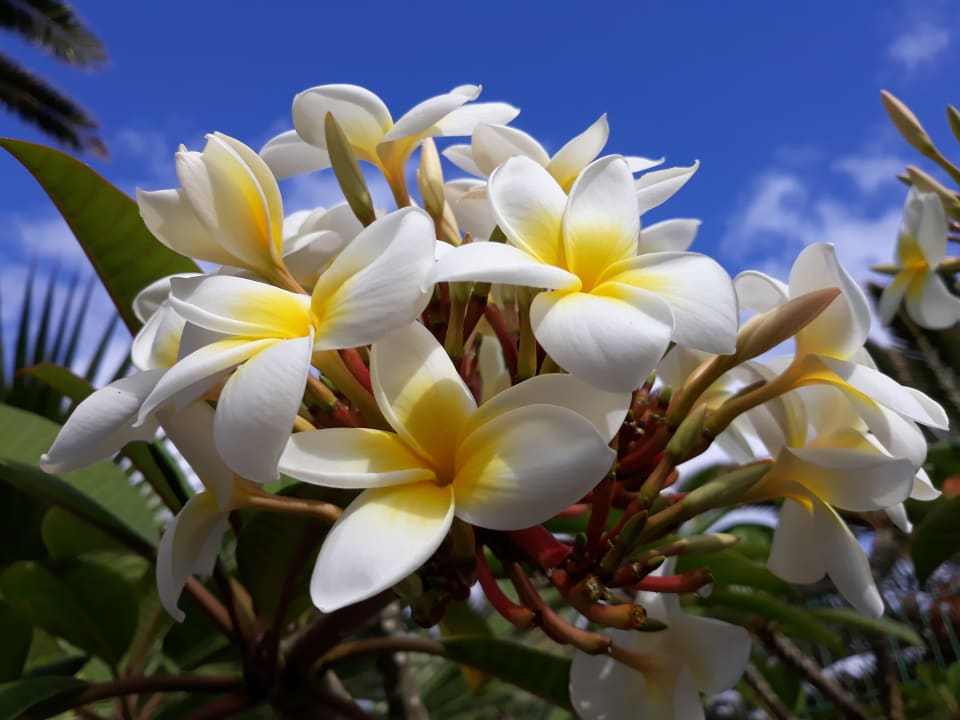 Gartenanlage Sentido Aequora Lanzarote Suite