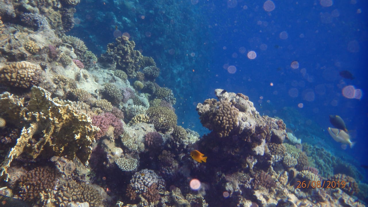 Sport & Freizeit Three Corners Sea Beach Resort