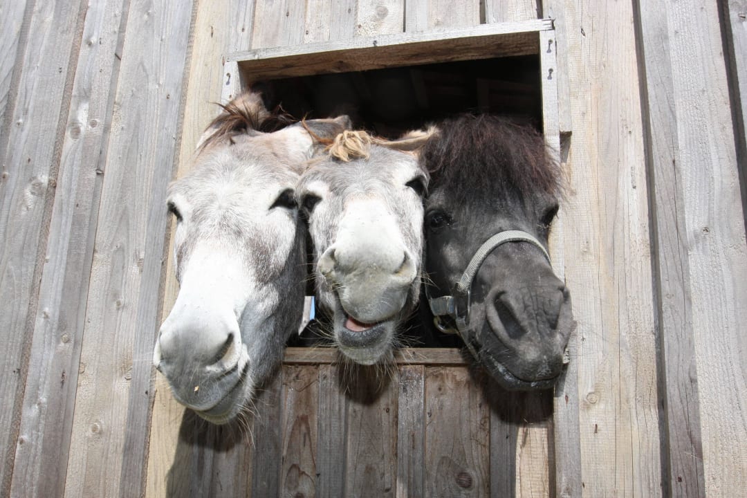 Unsere Tiere Ferienhof Ritzer