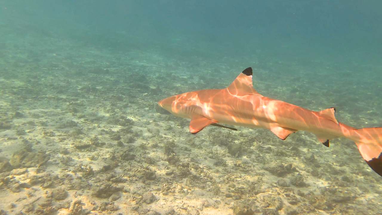 Sport & Freizeit Summer Island Maldives