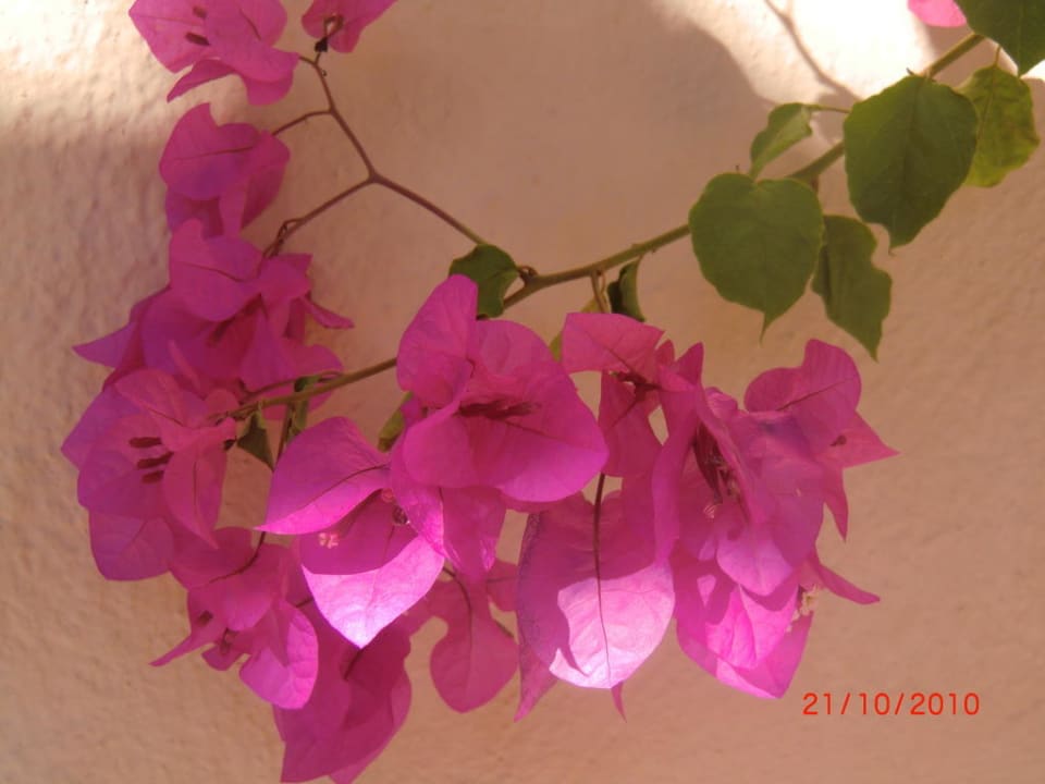 Pflanzenwelt von Hotel Xanthe TUI BLUE Xanthe