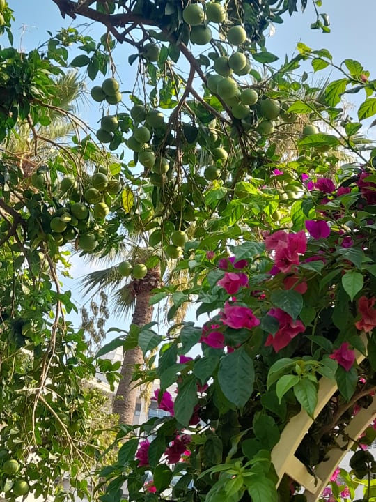 Gartenanlage Seher Kumköy Star Resort & Spa