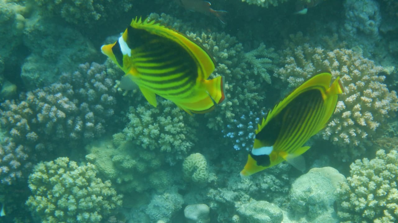 Sport & Freizeit Malikia Resort Abu Dabbab