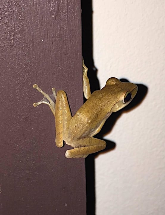 Kleiner Frosch an unserer Villa (außen) Kantary Beach Hotel - KHAO LAK