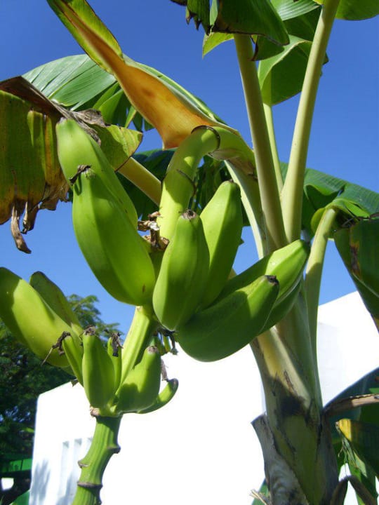 Bananenstaude Bungalows Cordial Sandy Golf