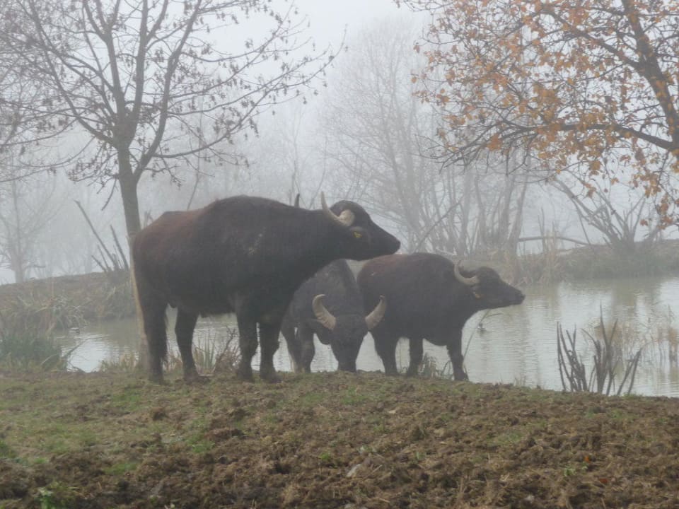 Wasserbüffel Reiters Finest Family Hotel
