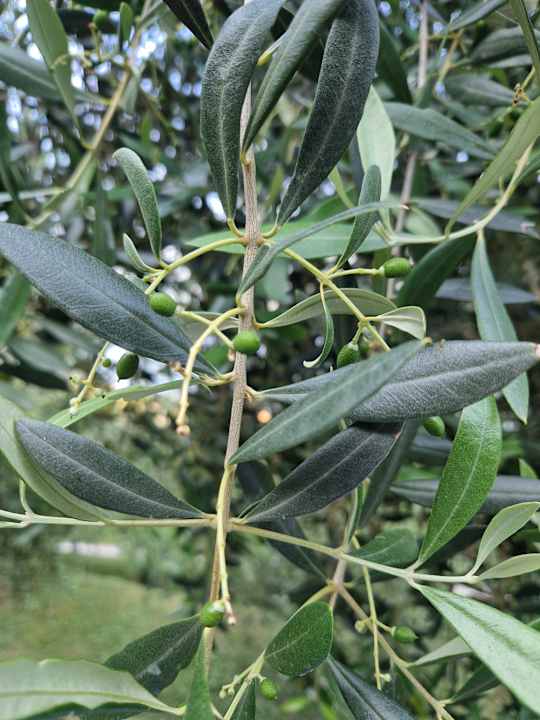 Gartenanlage Residence Oasi