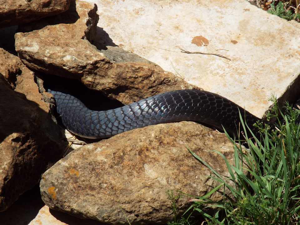 Speikobra unterhalb eines Zimmerfensters Mara Serena Safari Lodge