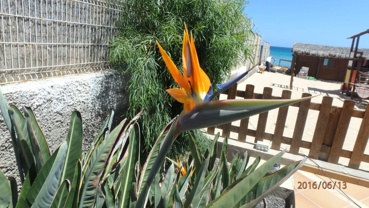 Ogród w hotelu SBH Costa Calma Beach Resort
