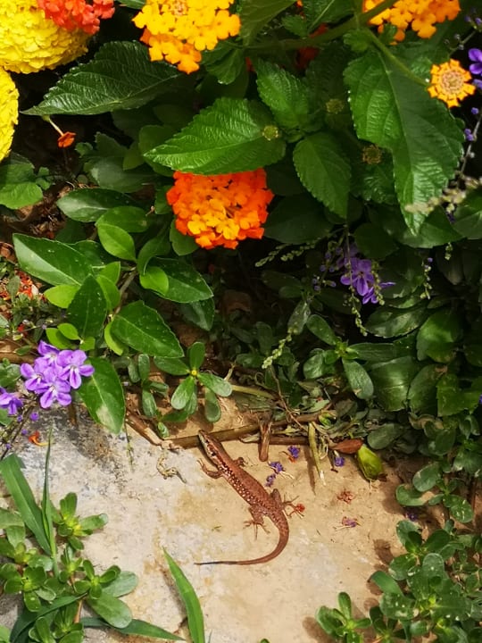 Gartenanlage Dream Family Club