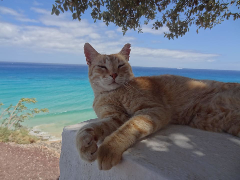 Katzen im Club  TUI MAGIC LIFE Fuerteventura
