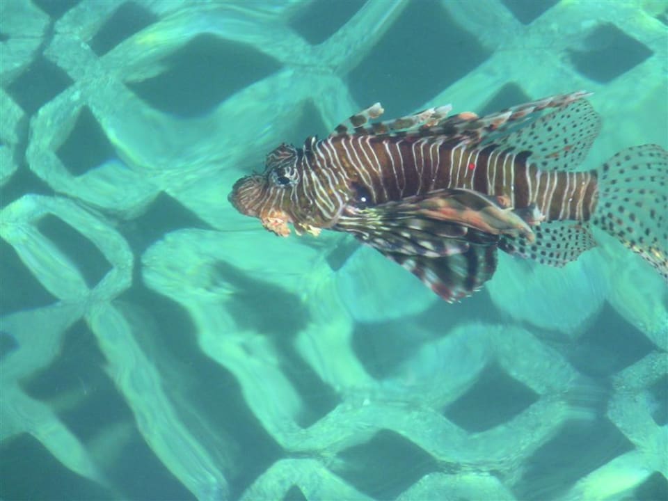 Stammgast in der Marina Pickalbatros Citadel Resort