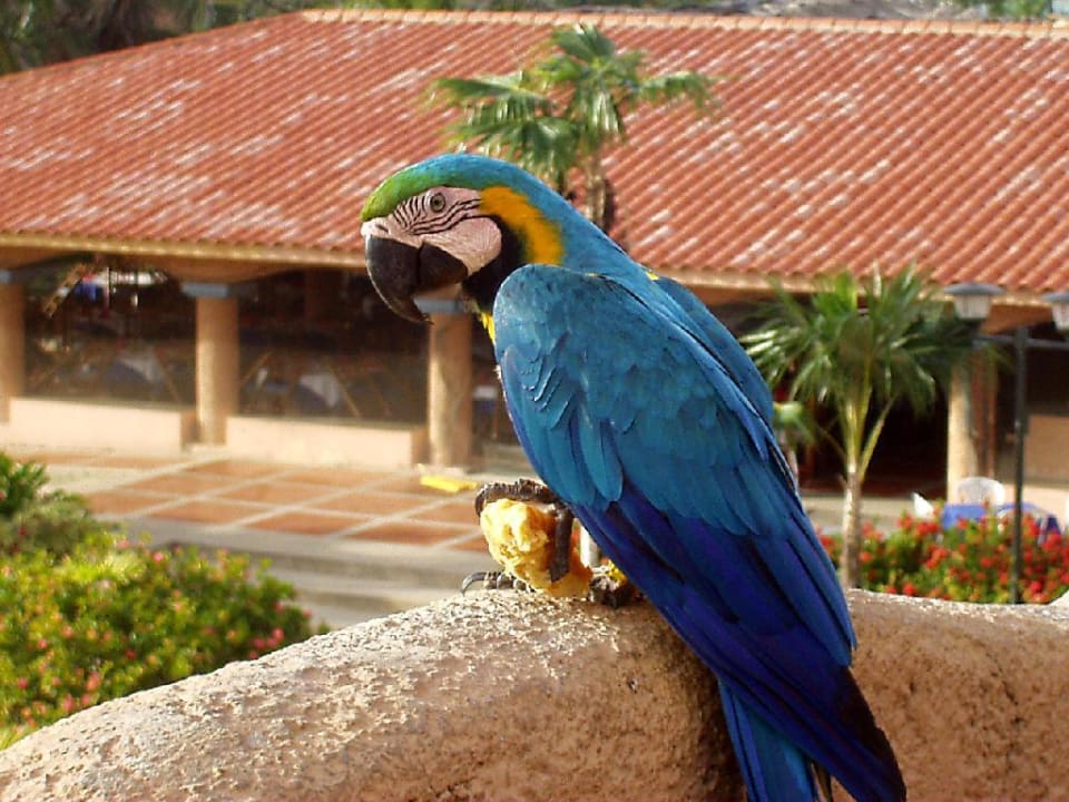 Hotel Papagei Hotel Costa Caribe Beach