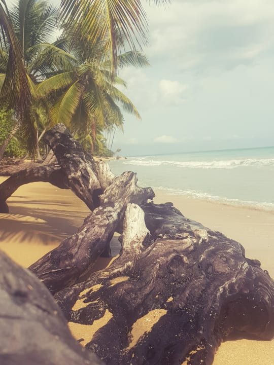 Strand Viva V Samana by Wyndham – Adults Only