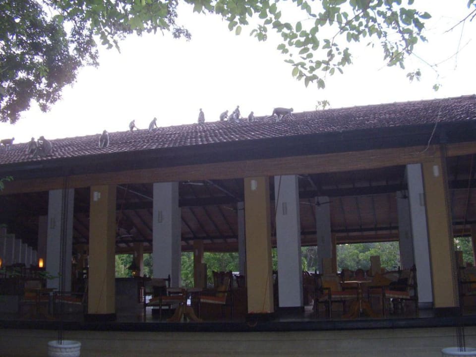 Speisesaal mit "Gästen" auf dem Dach Habarana Village by Cinnamon