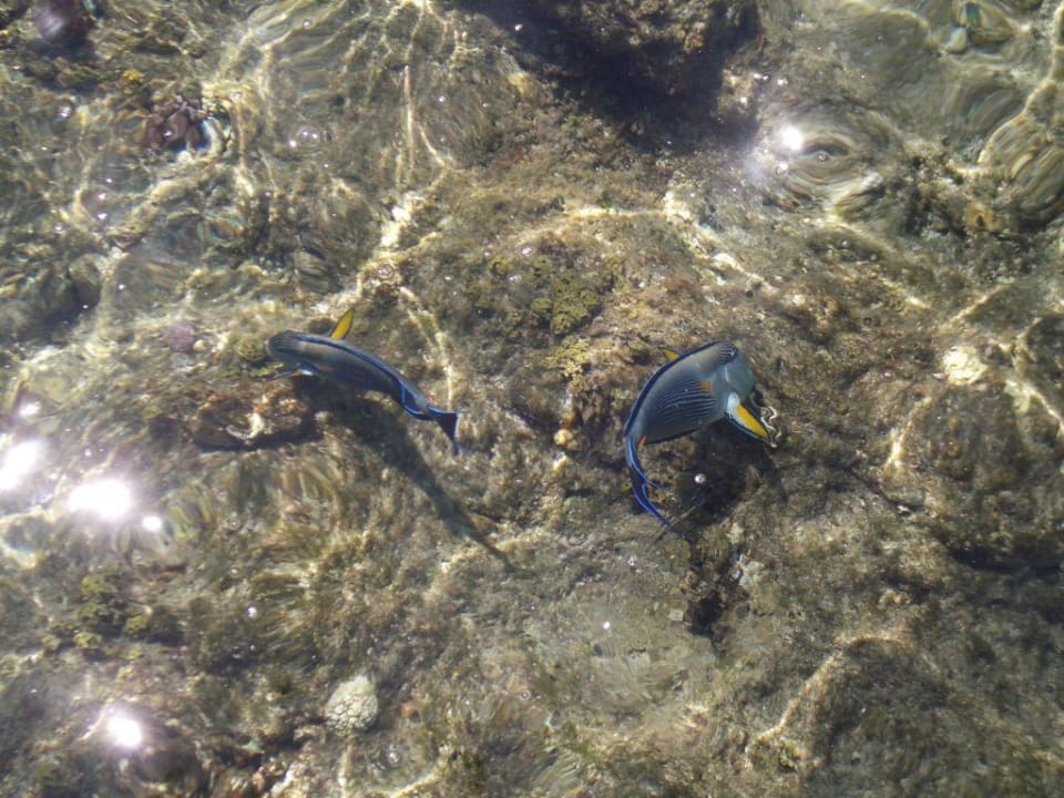 Fische Serenity Alpha Beach