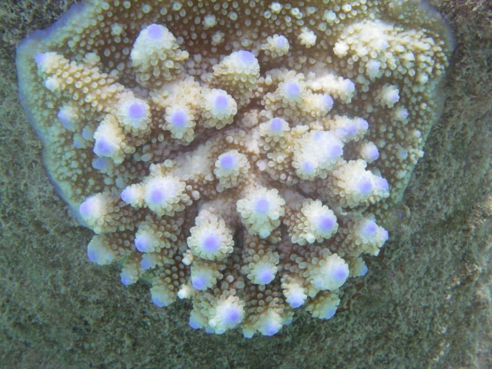 Koralle Summer Island Maldives