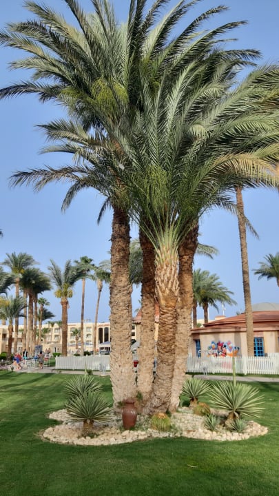 Gartenanlage Beach Albatros Resort