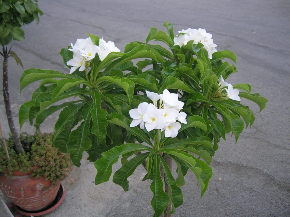 Rare plumeria Hotel Kathrin Beach