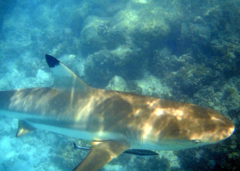 Schnorcheln Kuramathi Maldives